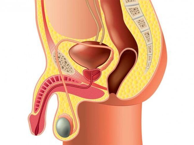 the structure of the genital organ